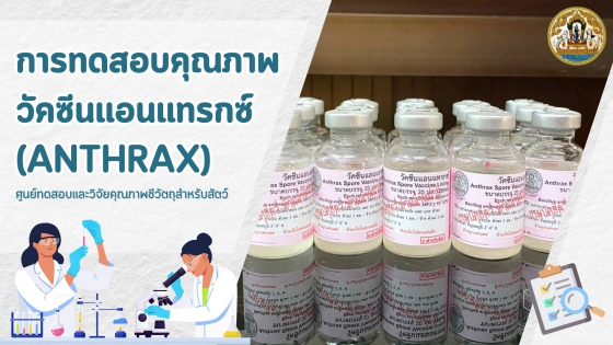 การทดสอบคุณภาพ วัคซีนแอนแทรกซ์ ANTHRAX